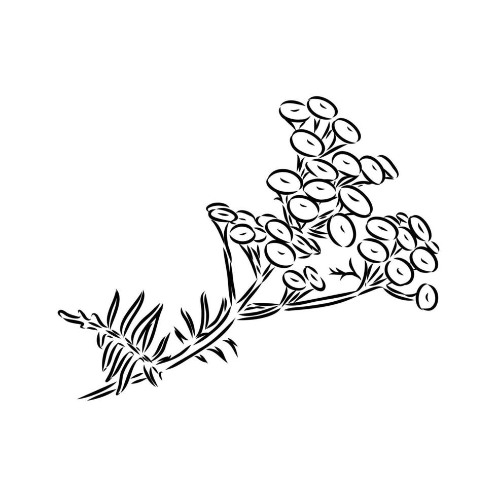 medicinal tansy flower sketch vector