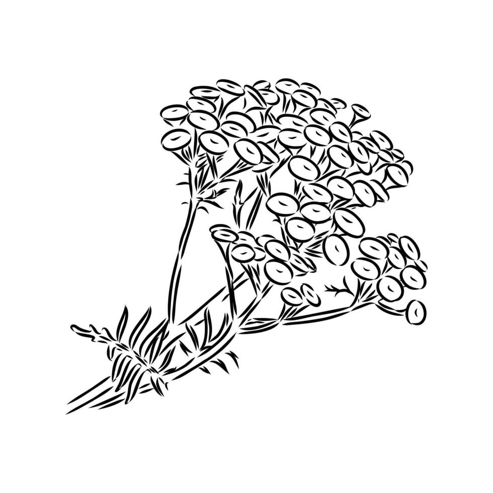 yellow tansy flower sketch vector
