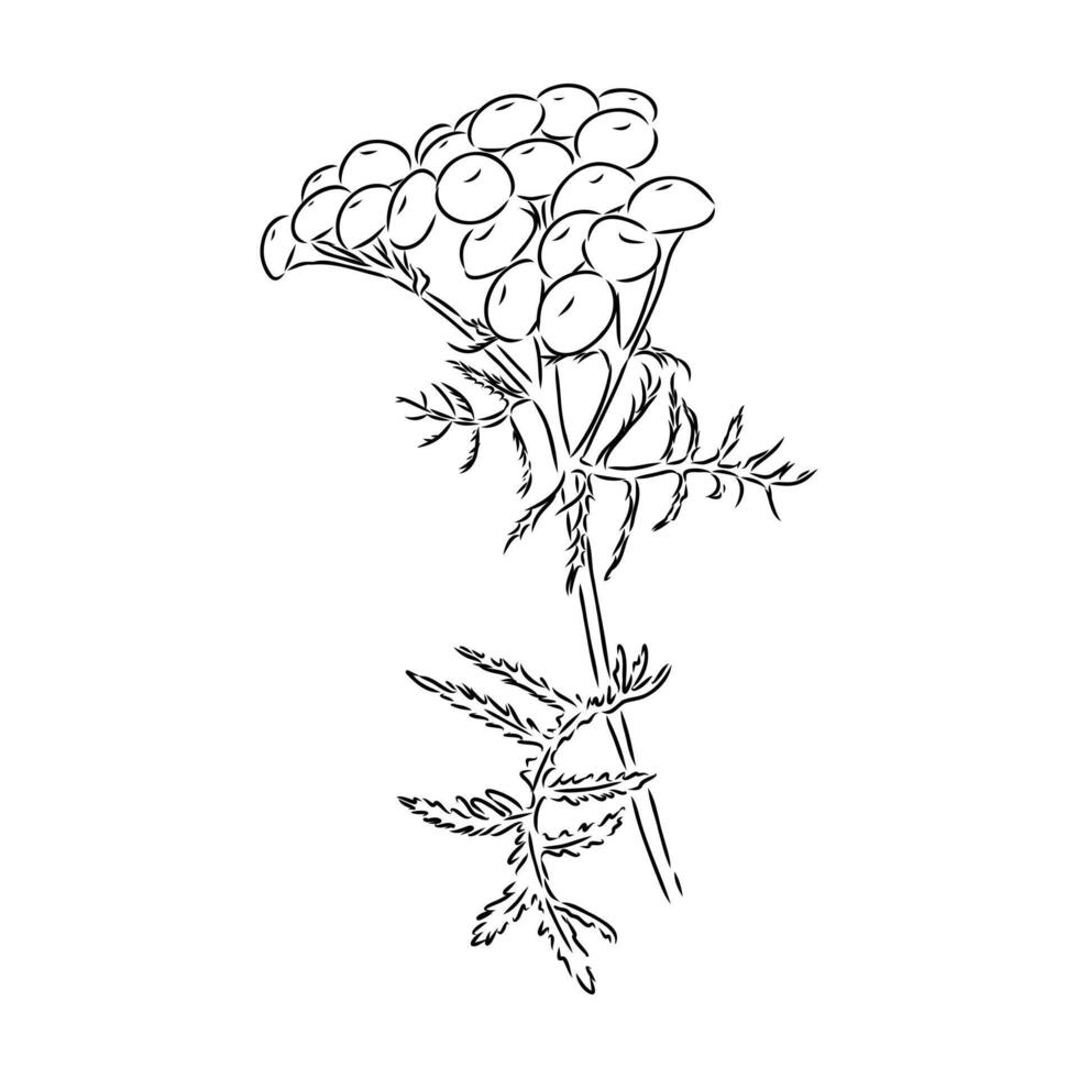 yellow tansy flower vector
