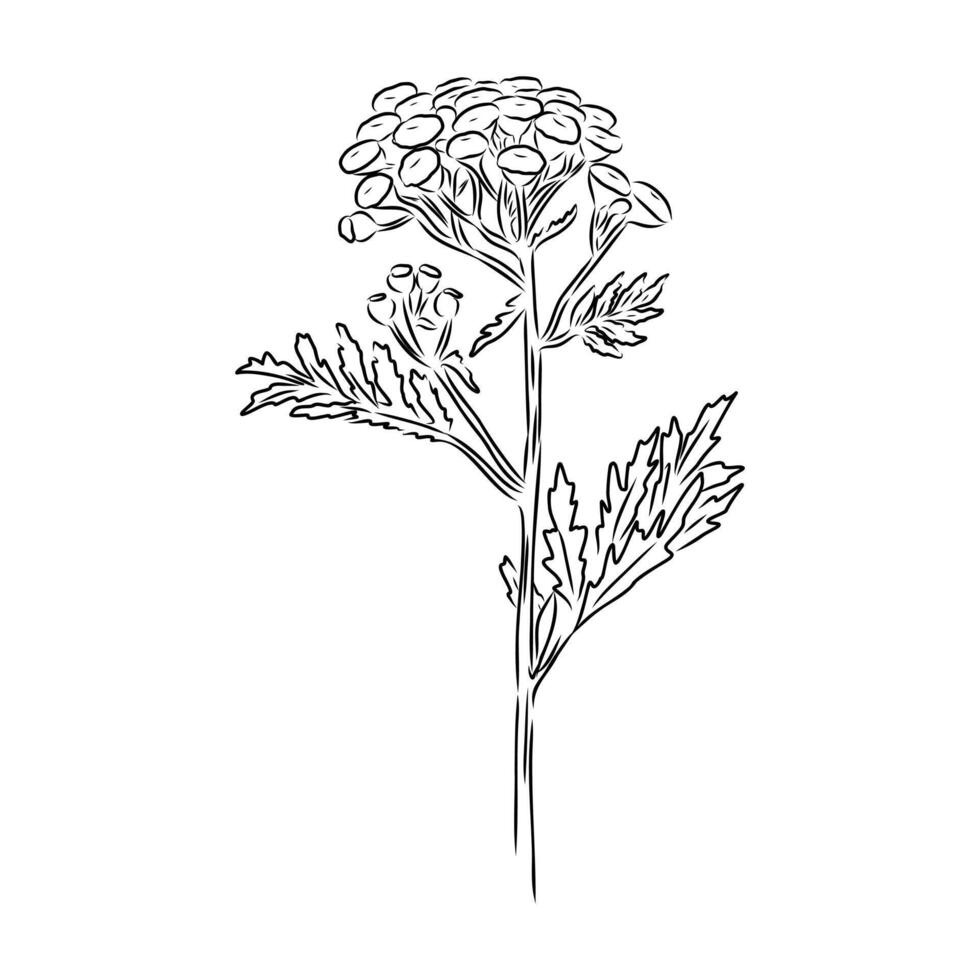 common tansy flower black and white sketch vector
