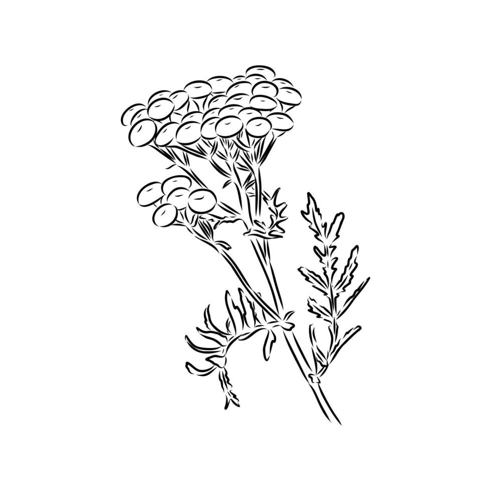 common tansy flower drawing vector