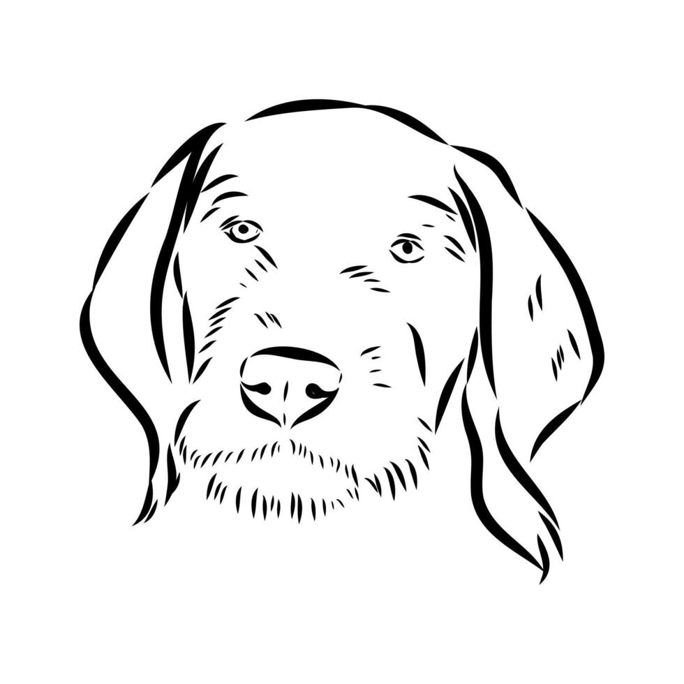 drawing of the head of a large wire-haired dog drathaar vector