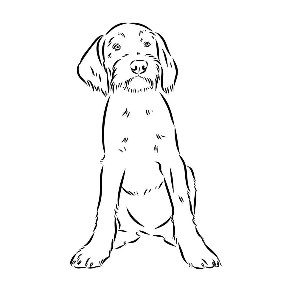 drawing of a large wire-haired dog drathaar vector