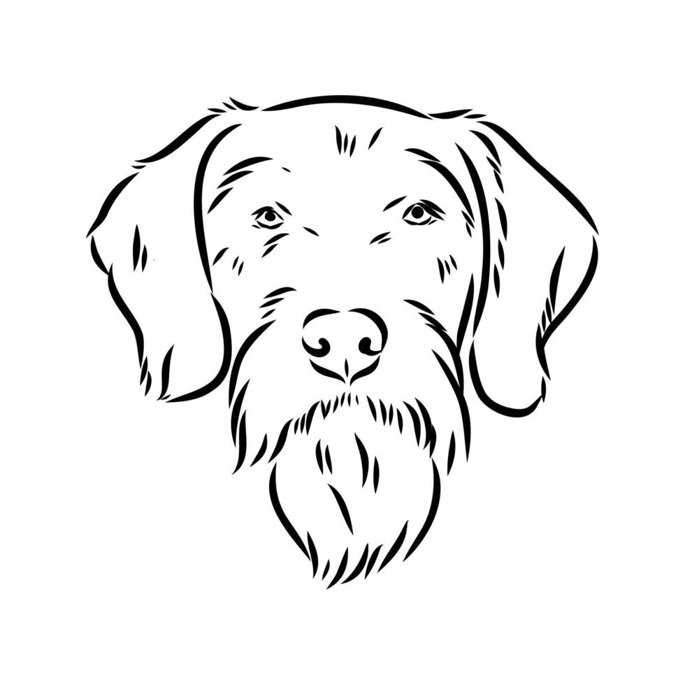 German dog drathaar drawing vector