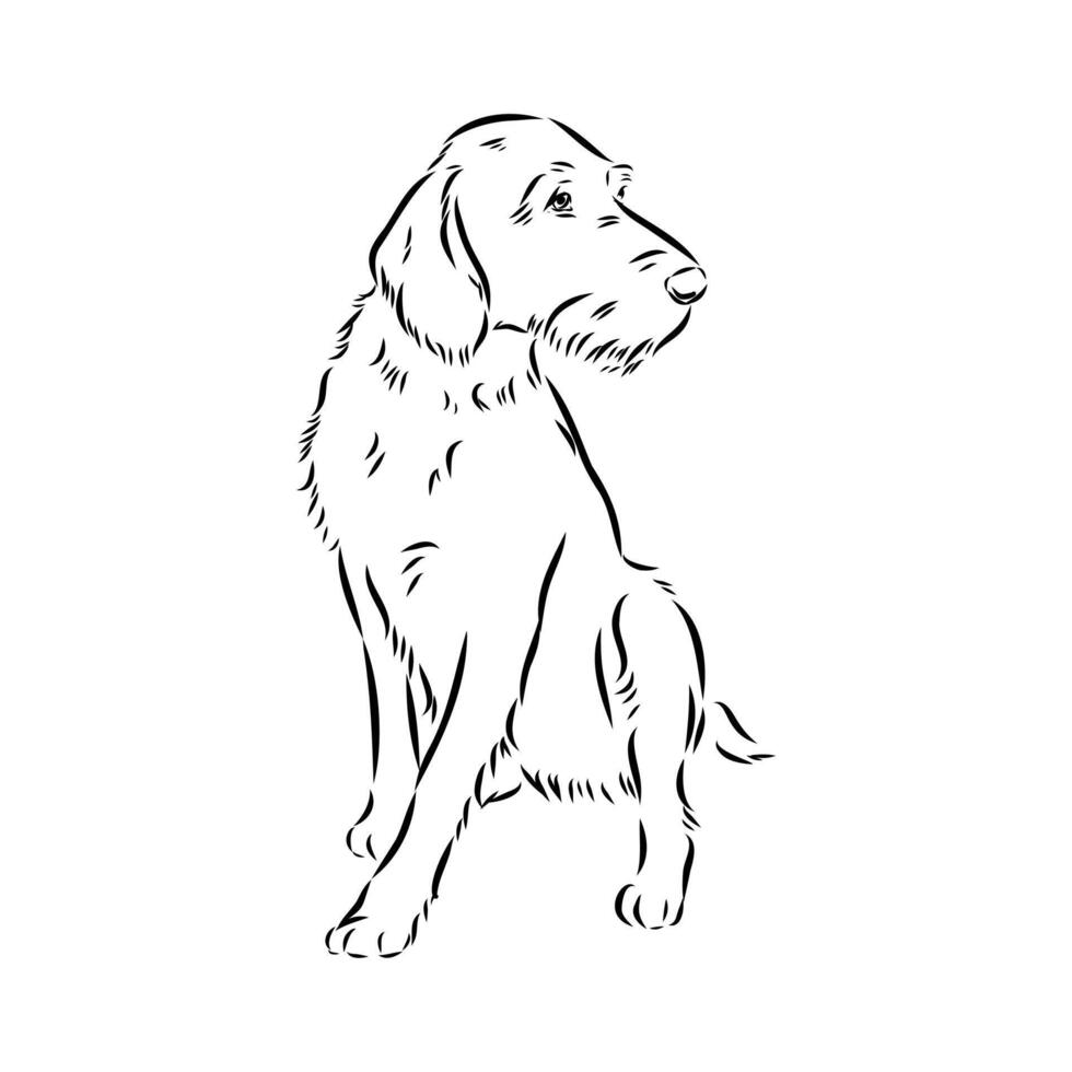 German hunting dog Drathaar drawing vector