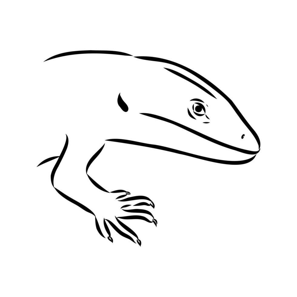 rare abronia lizard black and white sketch vector