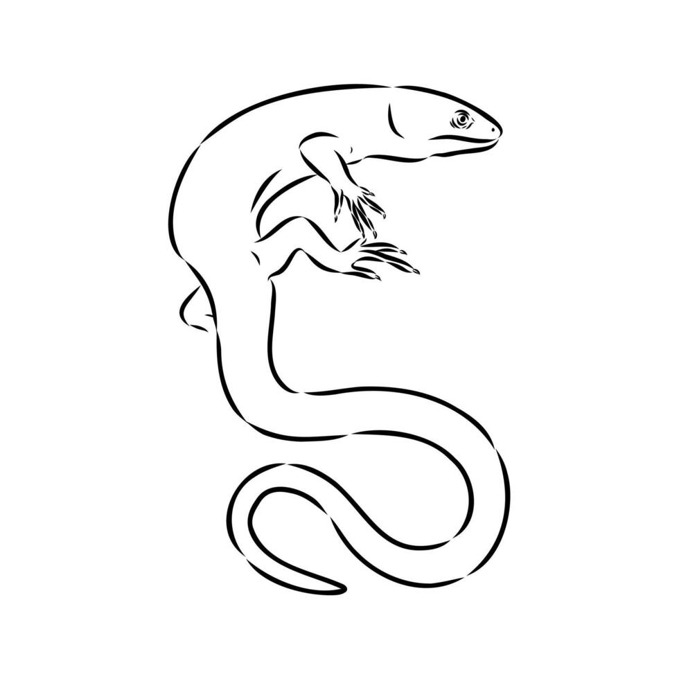 abronia lizard black and white drawing vector