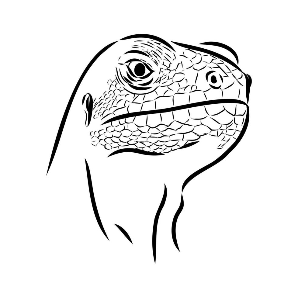 The abronia lizard black and white sketch vector