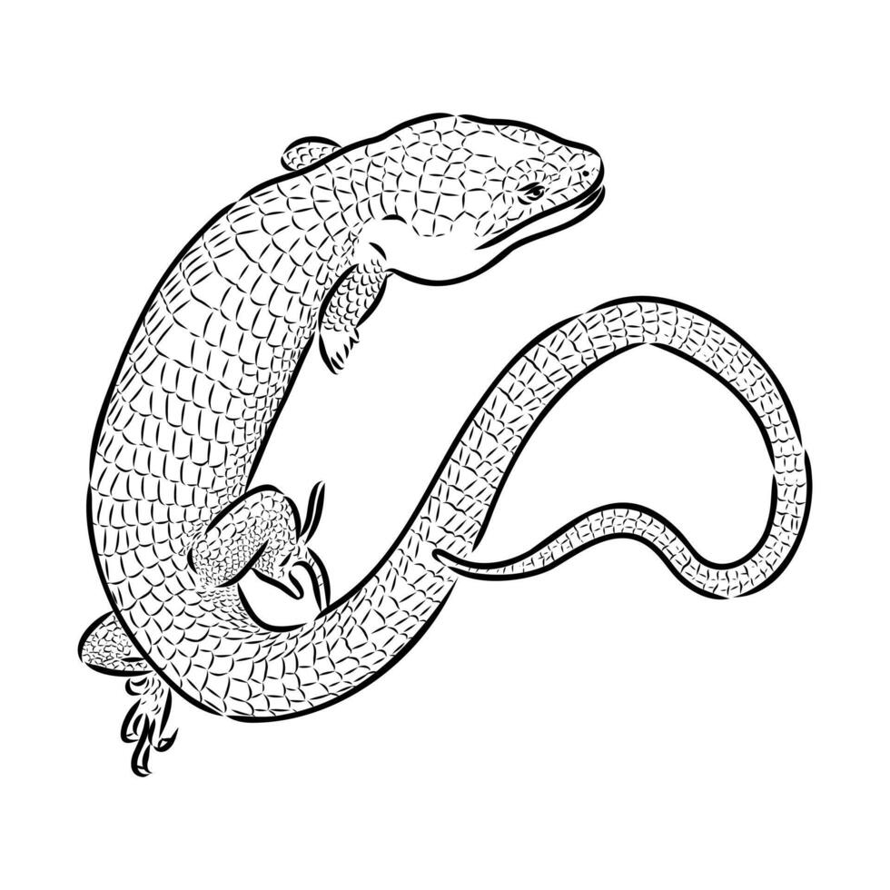 wood lizard abronia sketch vector