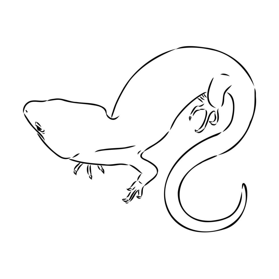 Lizard abronia drawing vector
