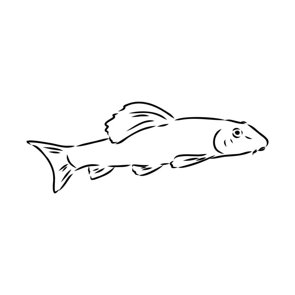 abbotina fish drawing vector
