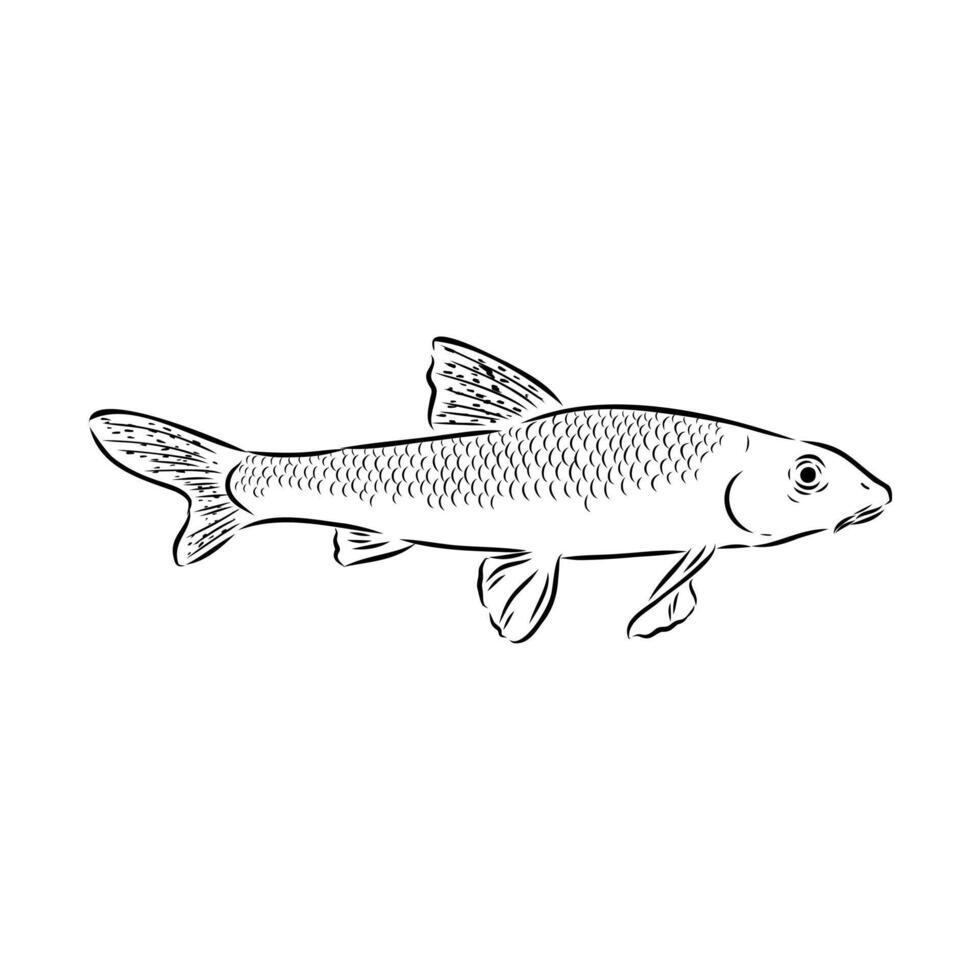 ray-finned fish abbotina black and white drawing vector