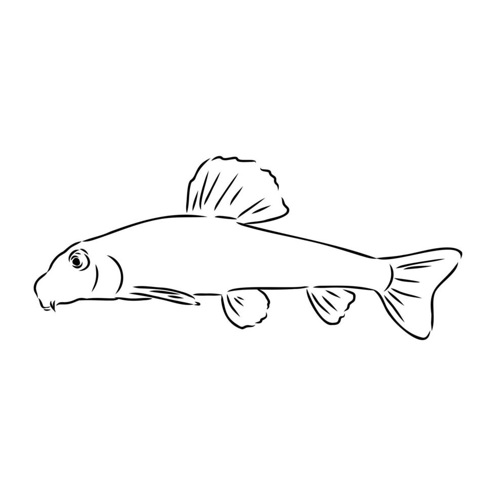 ray-finned fish abbotina sketch vector