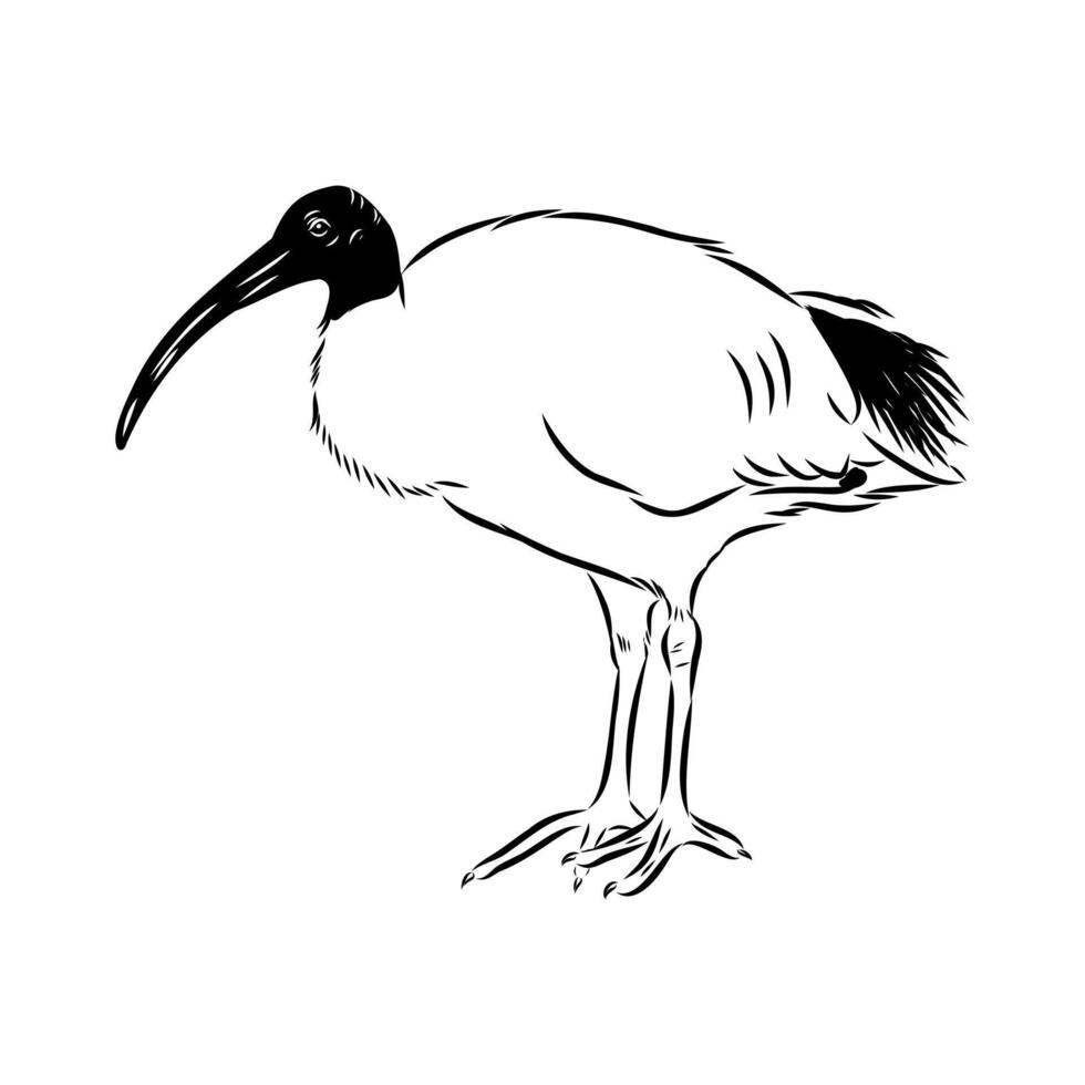 Beautiful bird Australian ibis black and white sketch vector