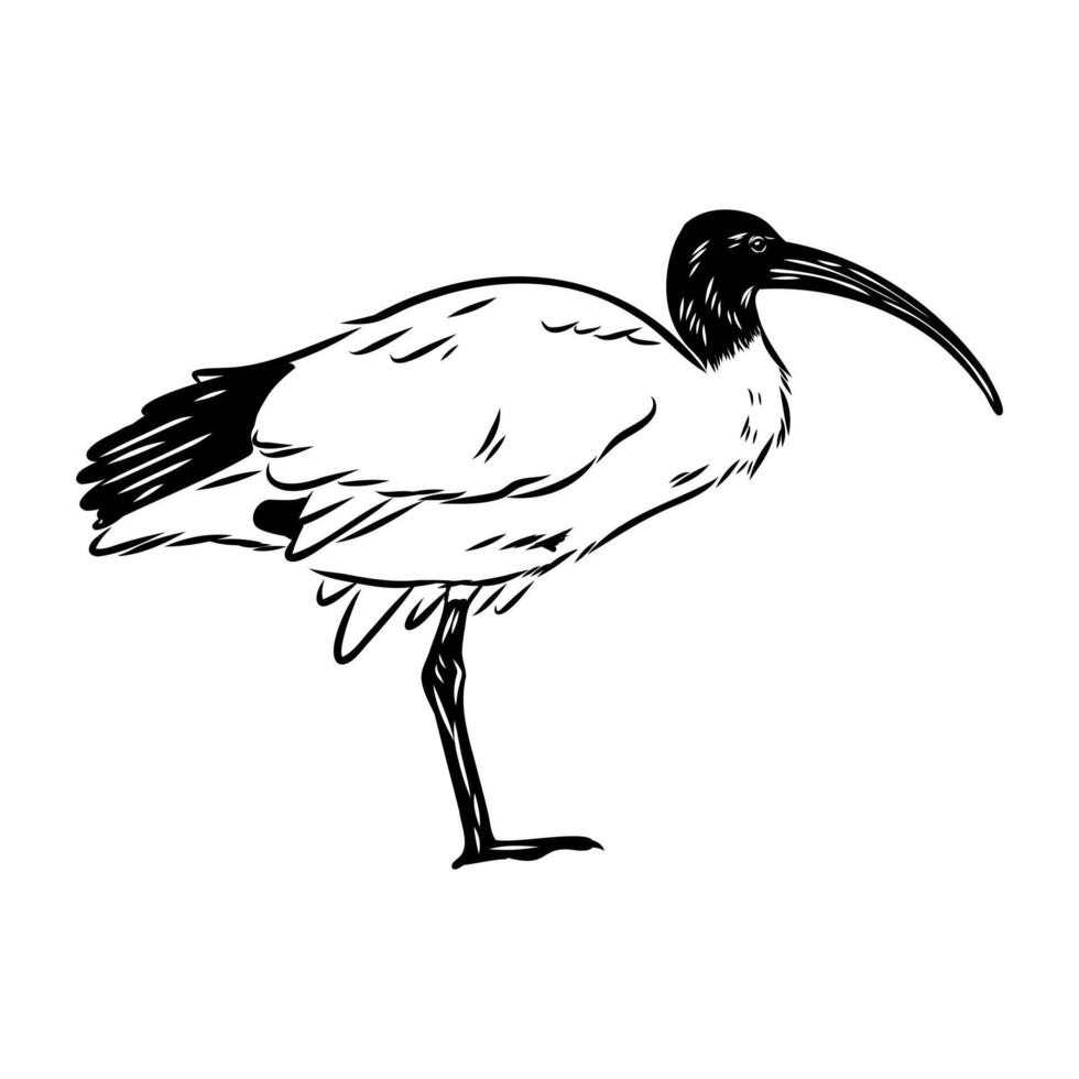 Beautiful bird Australian ibis black and white drawing vector