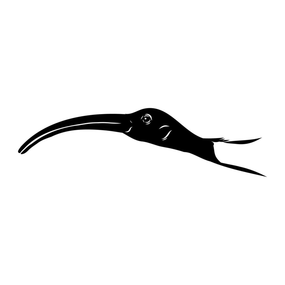 sketch of the head of an Australian ibis vector