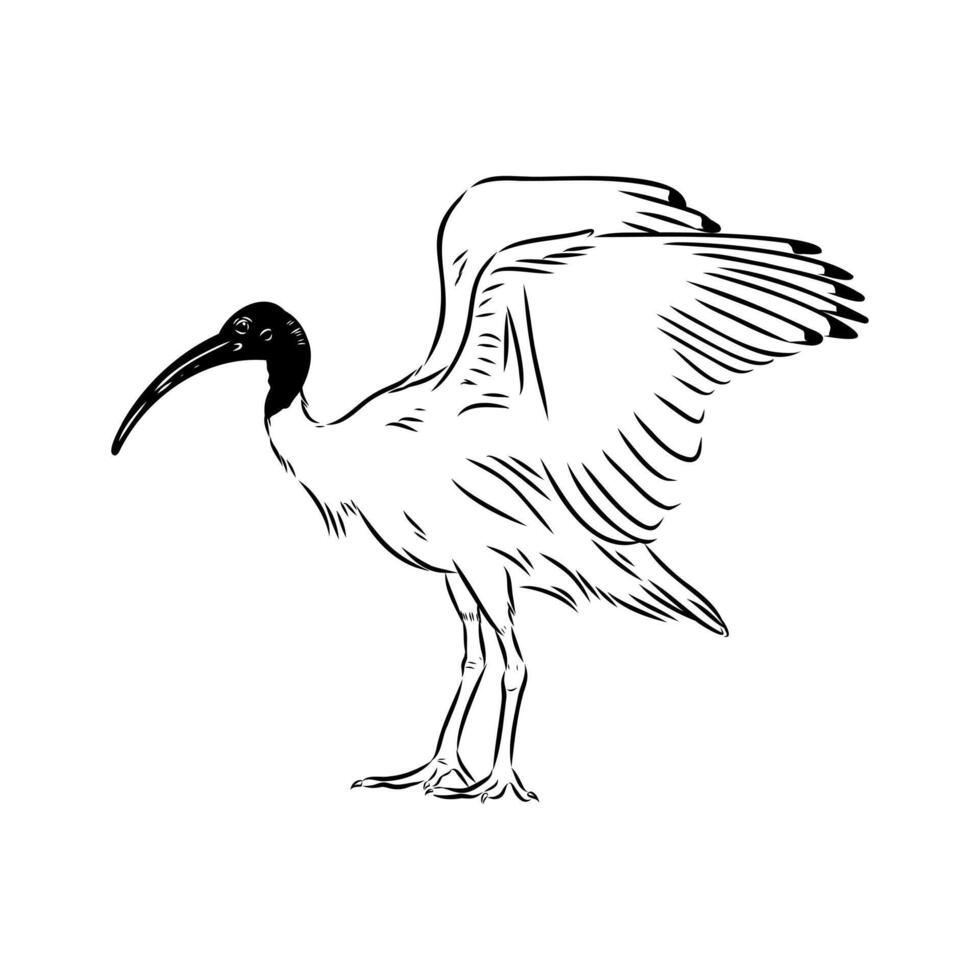 Australian ibis bird black and white sketch vector
