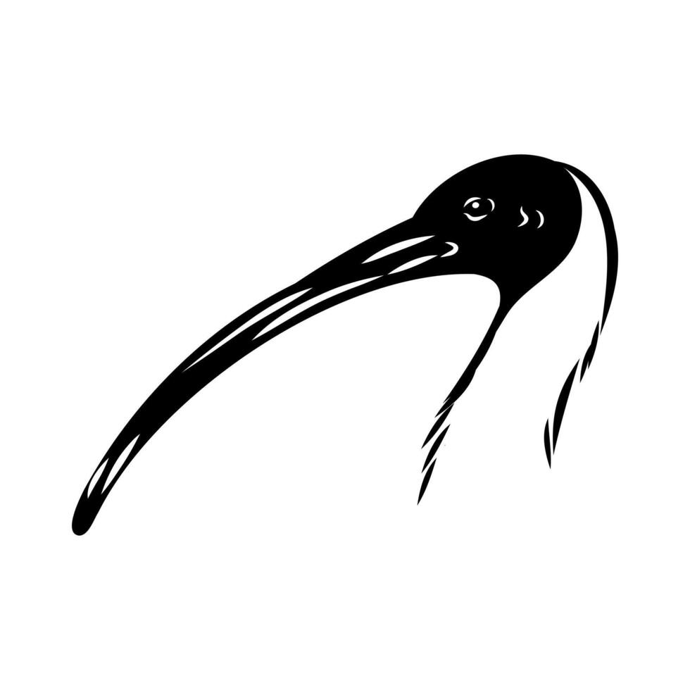 Australian ibis bird black and white drawing vector