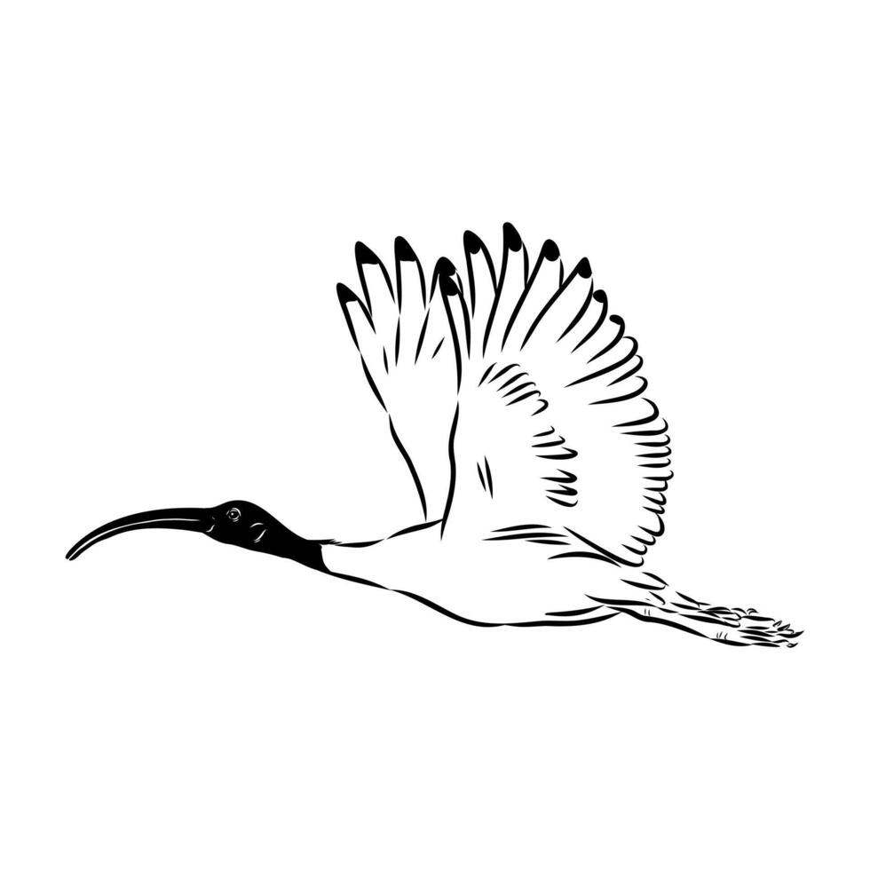 Australian ibis wading bird drawing vector
