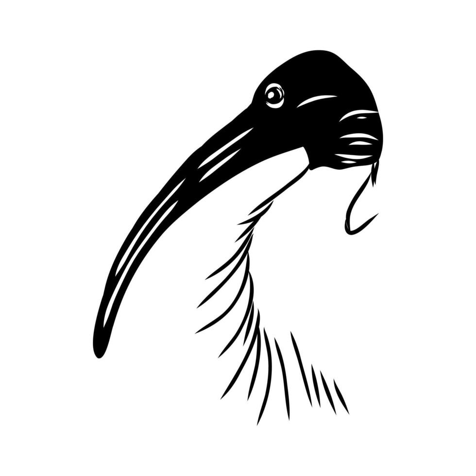 Australian ibis wading bird black and white drawing vector