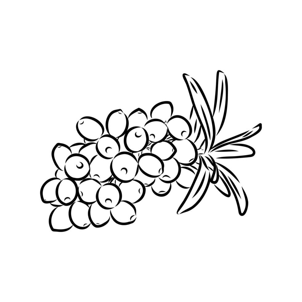 sea buckthorn fruits drawing vector