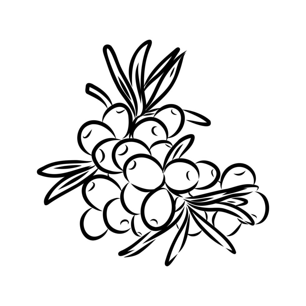 fruits of sea buckthorn ekiz vector