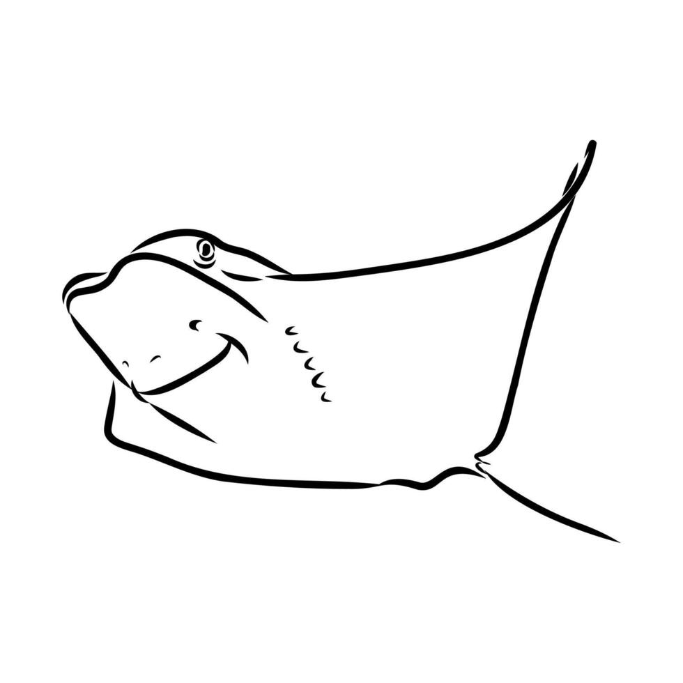 fish East American stingray vector