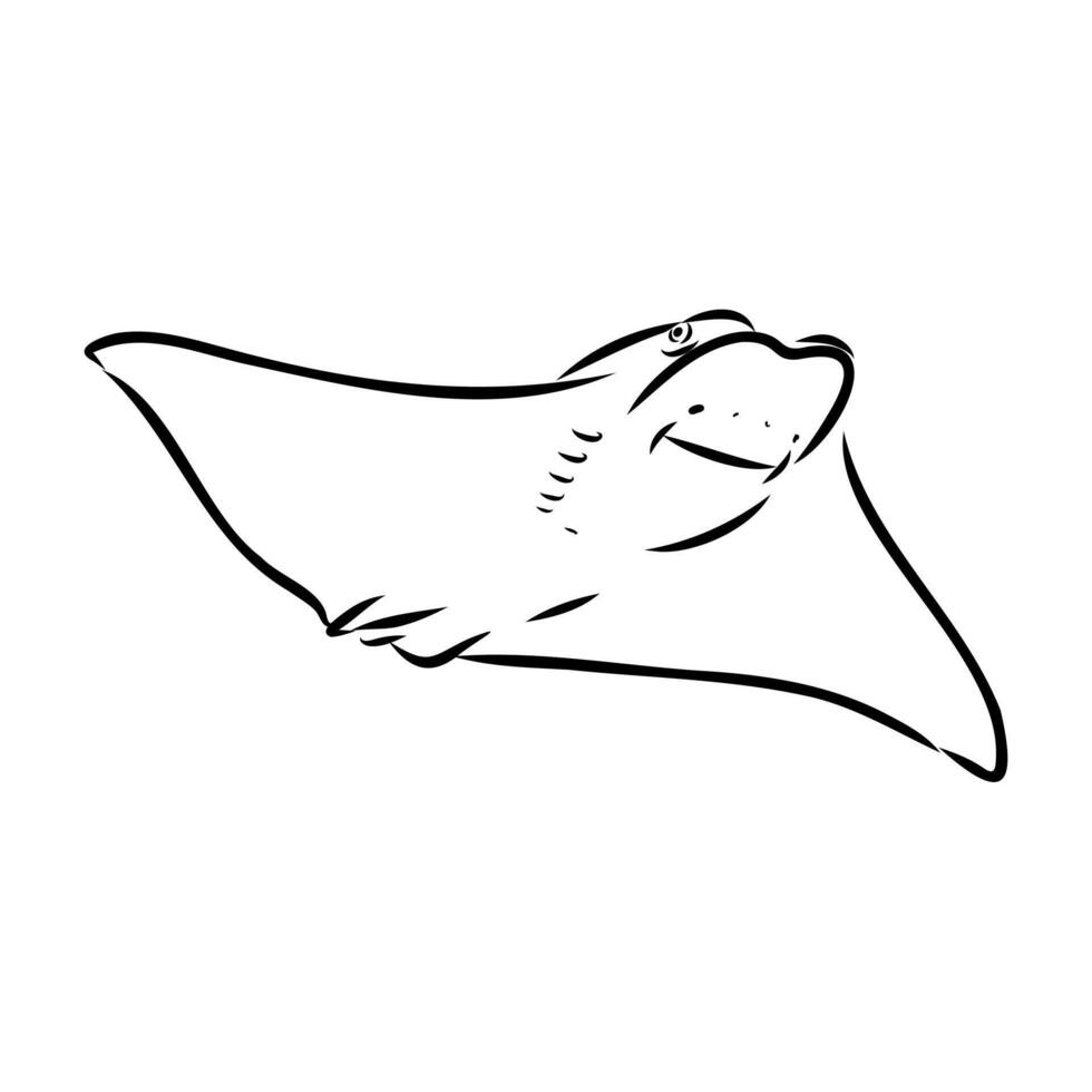 fish East American stingray sketch vector