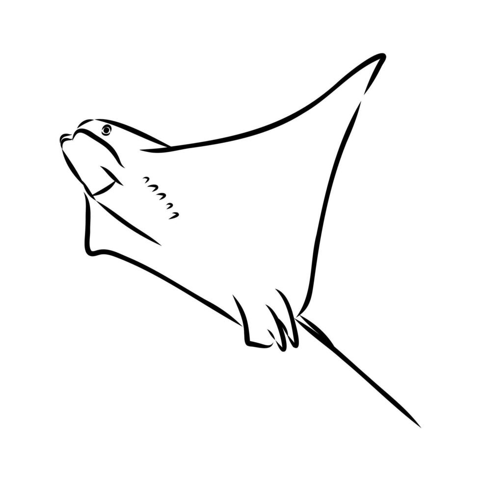 East American stingray black and white sketch vector