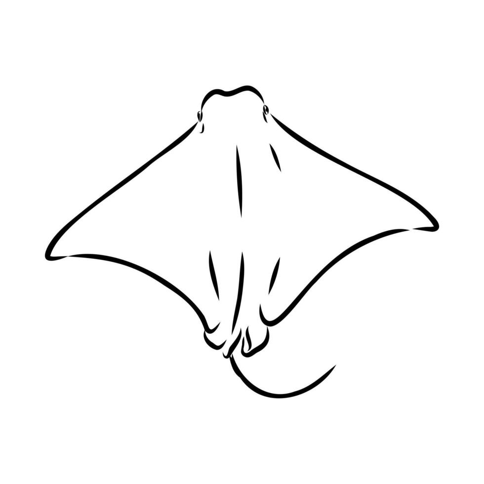 fish East American stingray black and white drawing vector