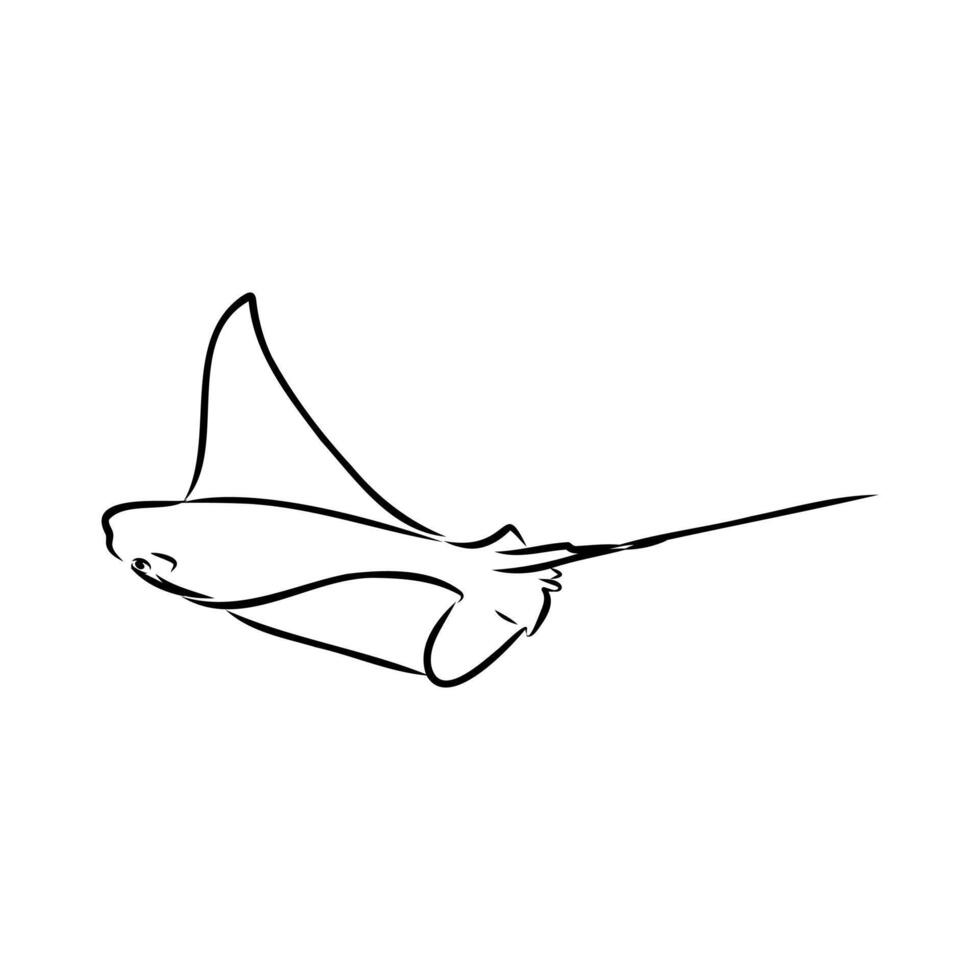East American stingray fish drawing vector