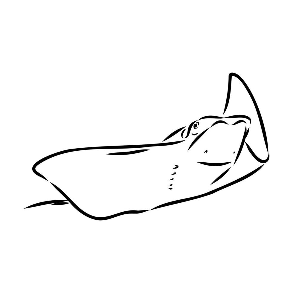 East American stingray fish black and white sketch vector
