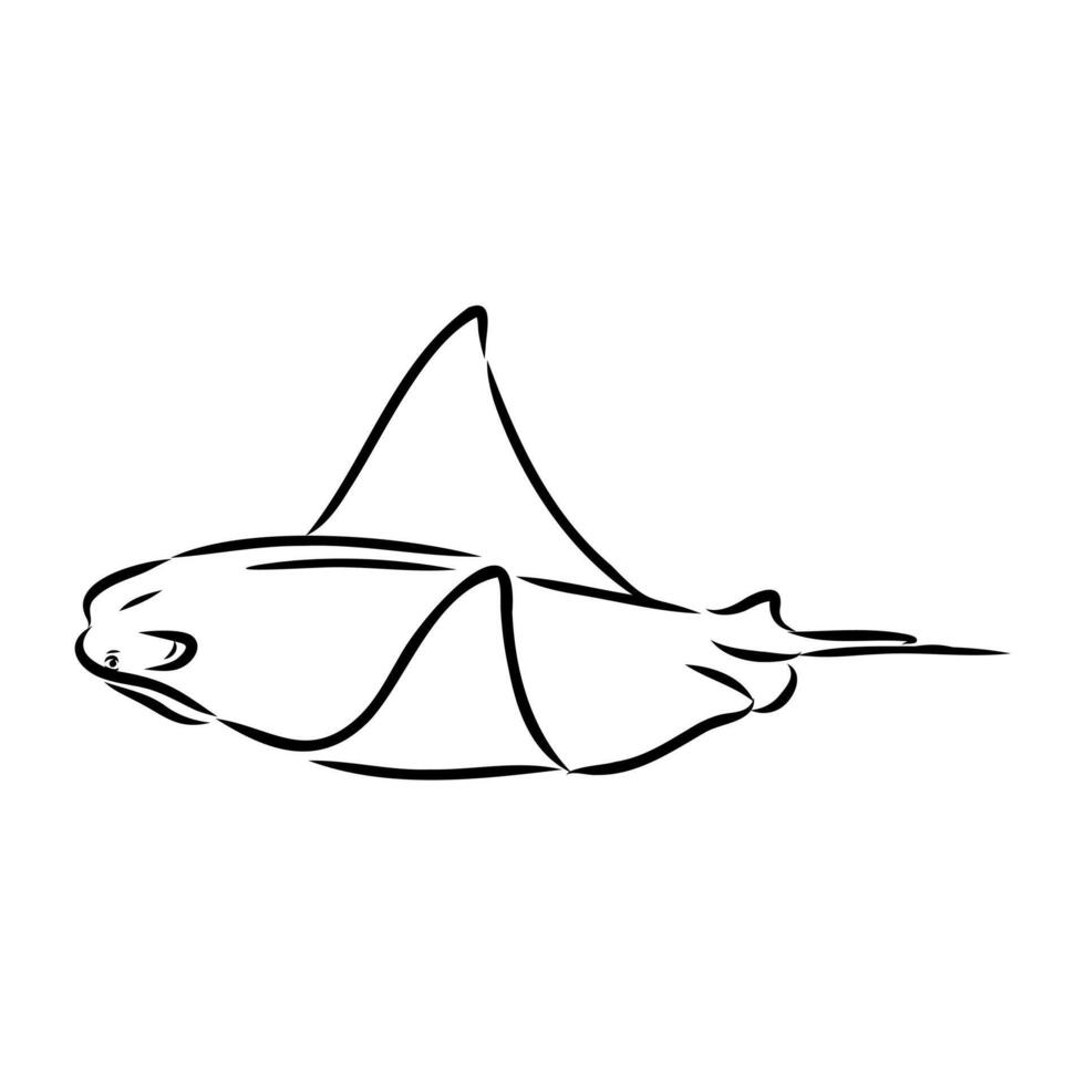 Stingray cartilaginous fish drawing vector