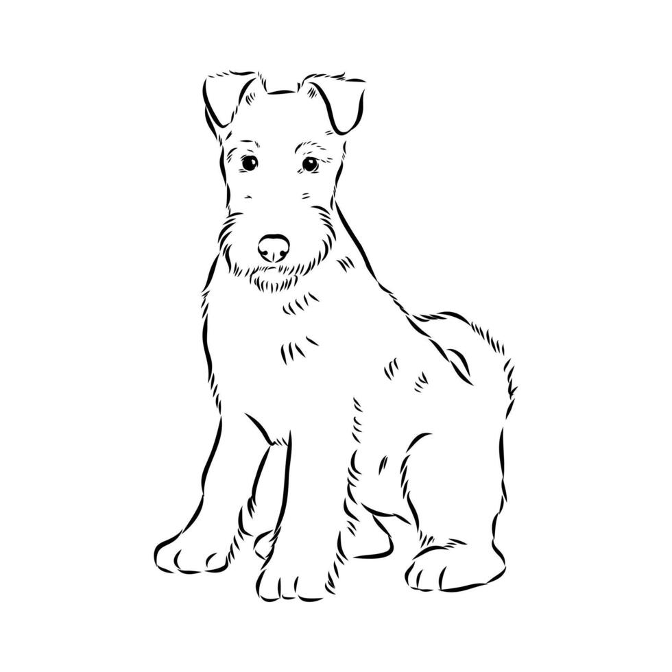 wire-haired fox terrier dog drawing vector
