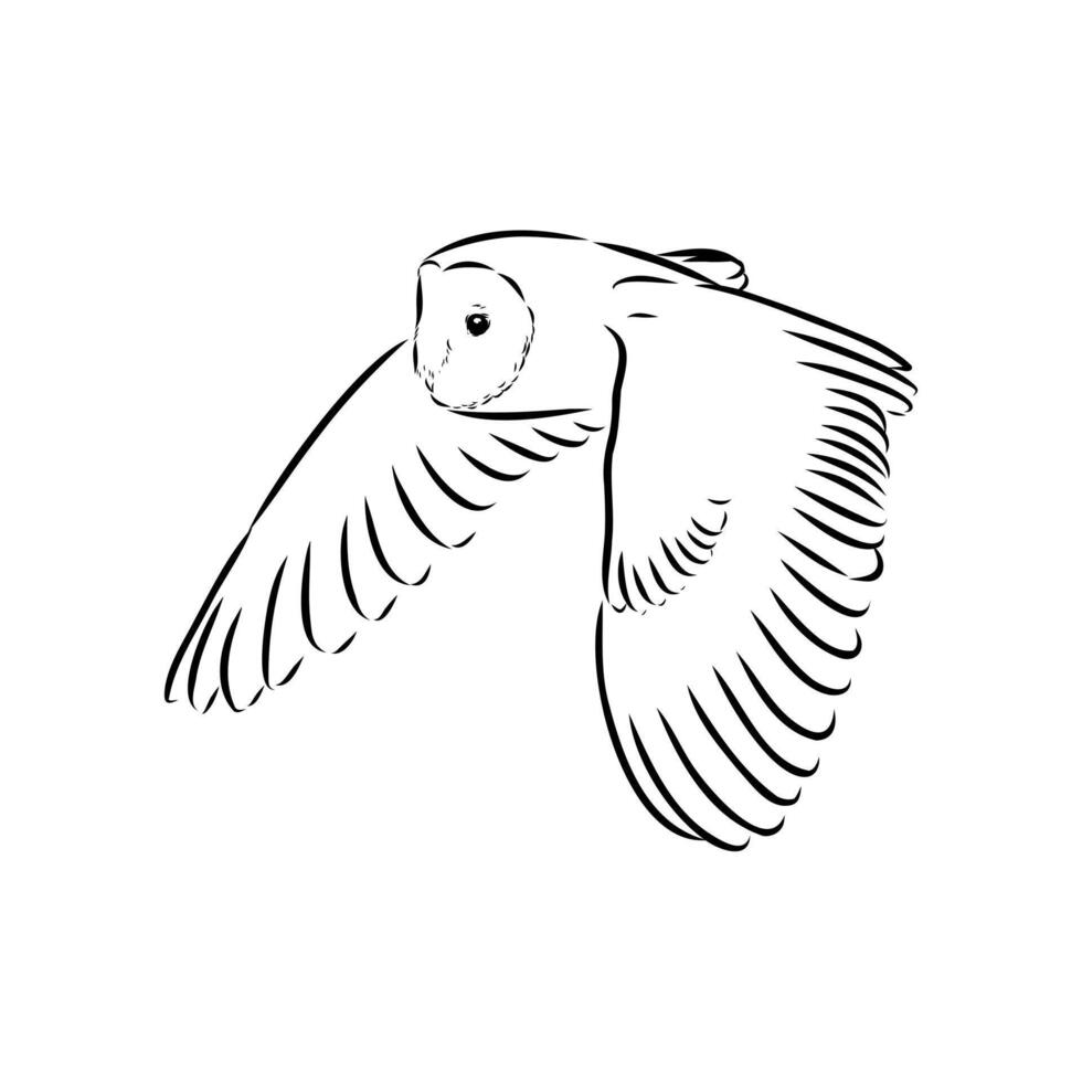 Bird of prey barn owl in flight sketch vector