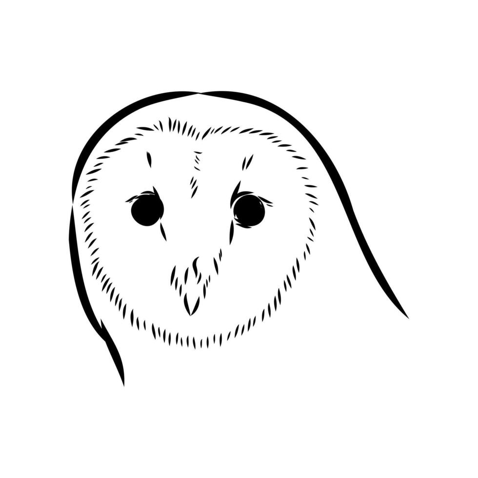 sketch of the head of a bird of prey barn owl vector