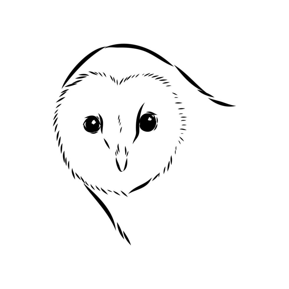 sketch of the head of a barn owl bird of prey vector