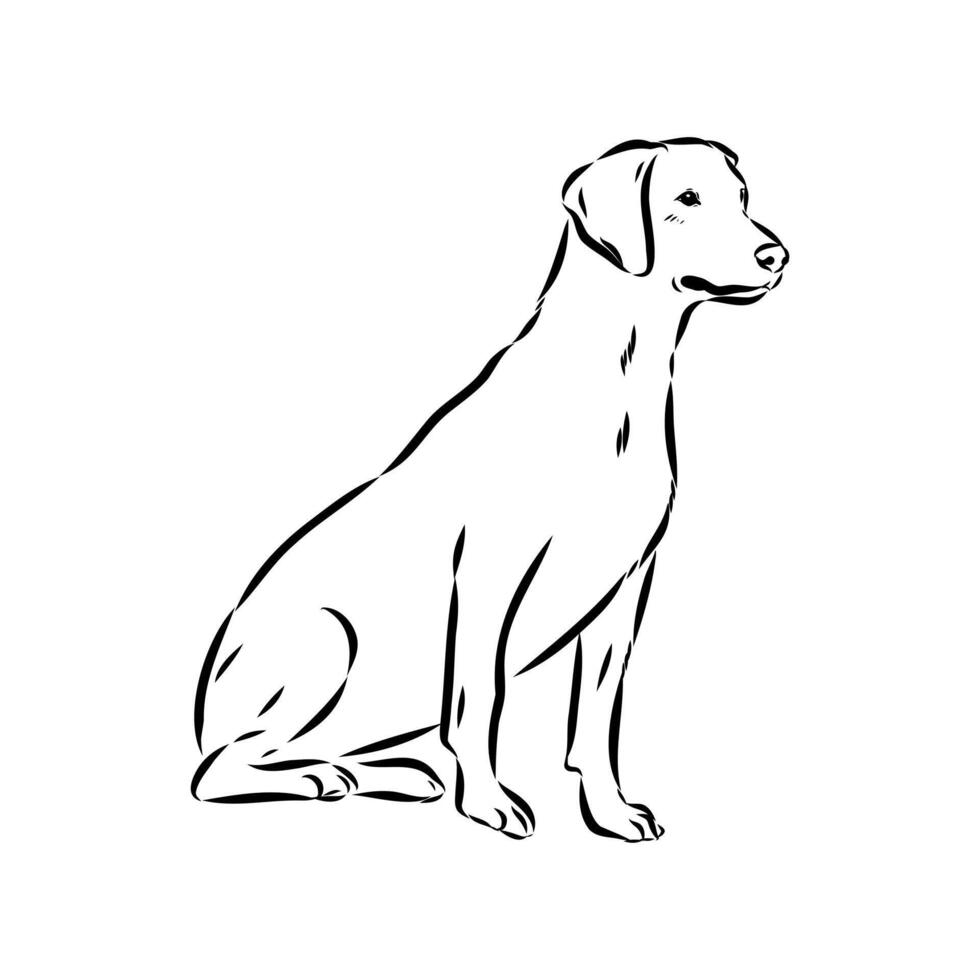 Norwegian hound dog dunker drawing vector