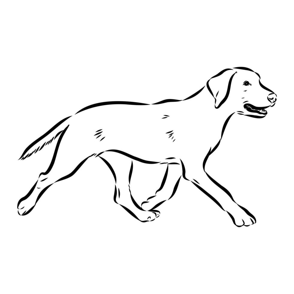 Norwegian hound dog dunker sketch vector