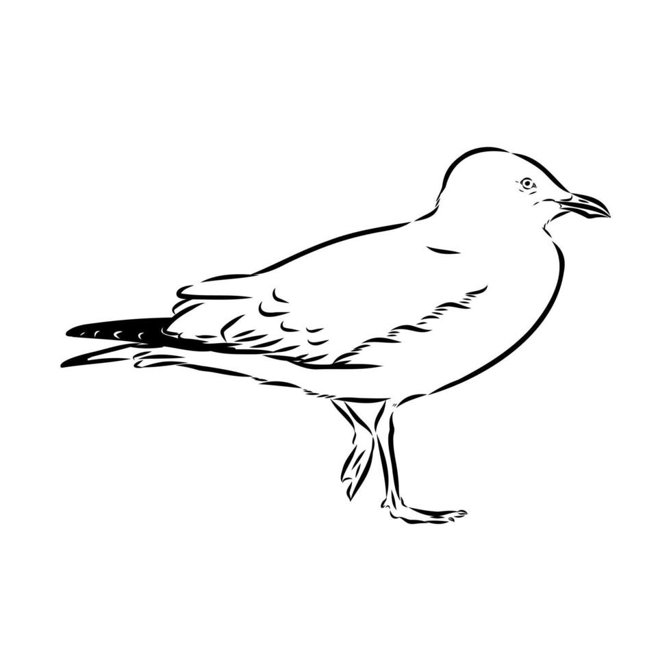 drawing of the carnivorous bird of the Australian seagull vector