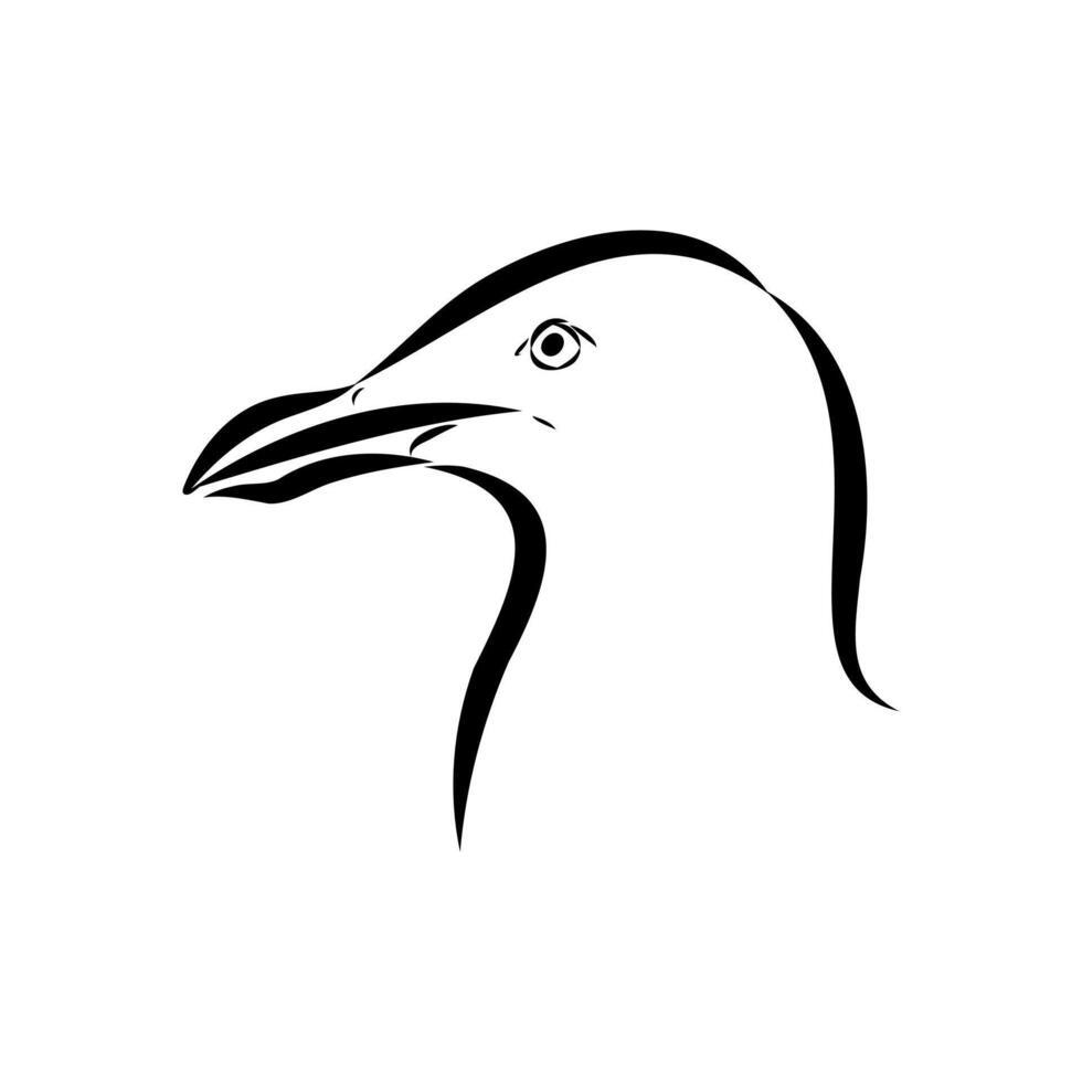 drawing of the head of a red-billed Australian seagull vector