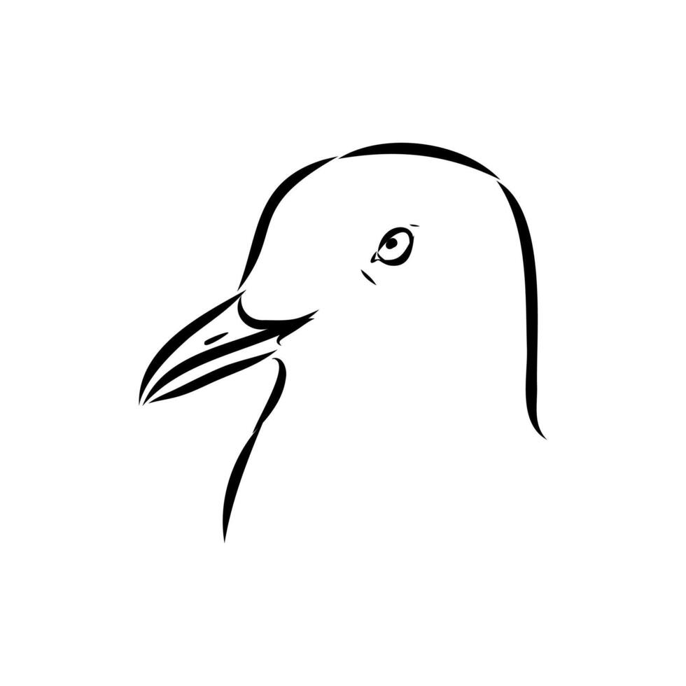 black and white drawing of the head of a red-billed Australian gull vector