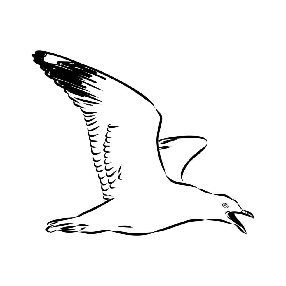 black and white drawing of a flying Australian seagull vector