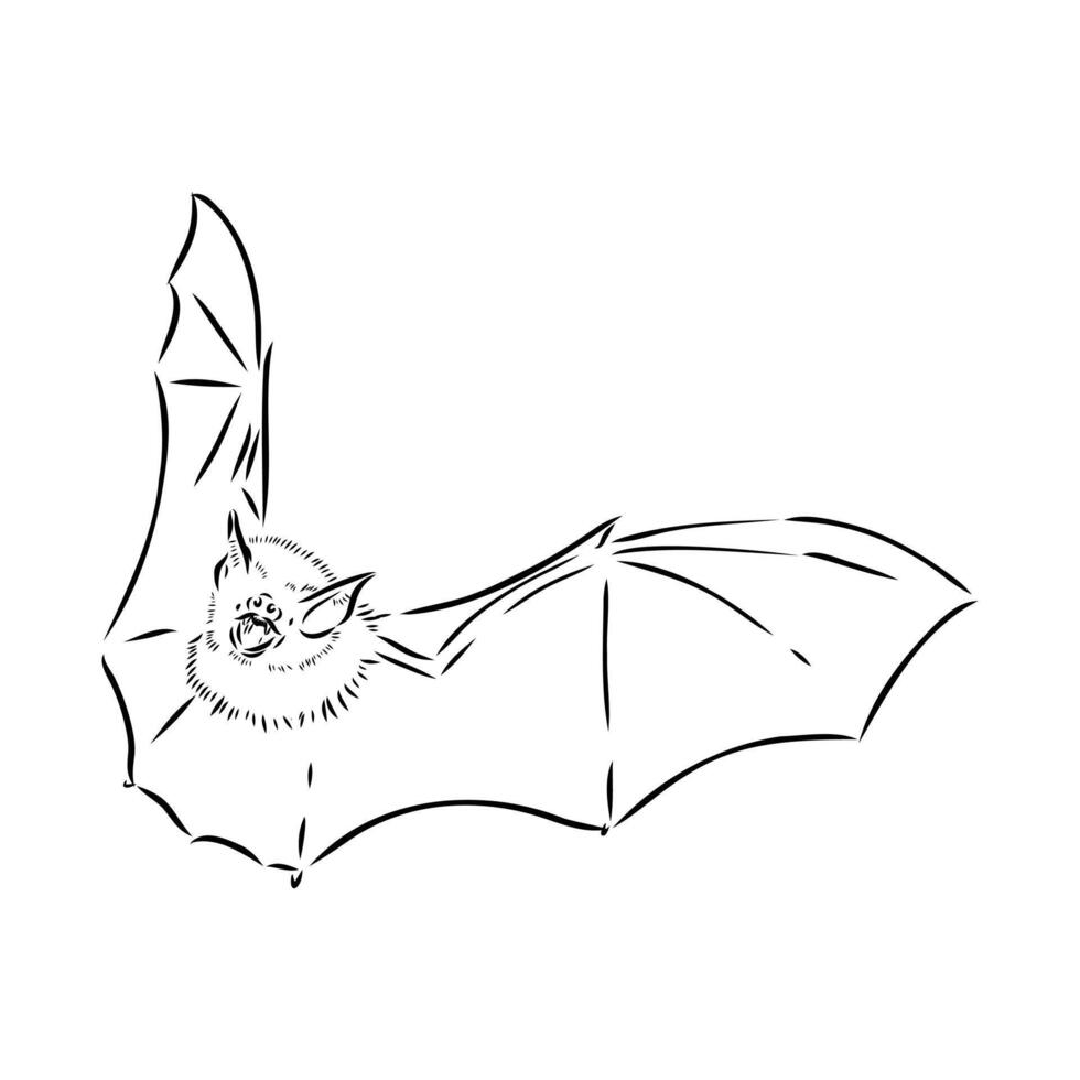 drawing of a bat in flight vector