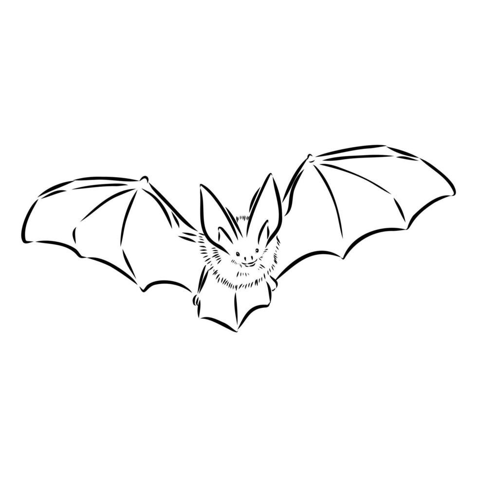 The bat black and white sketch vector