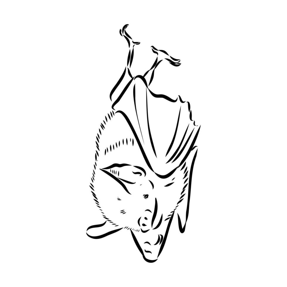 bat black and white drawing vector