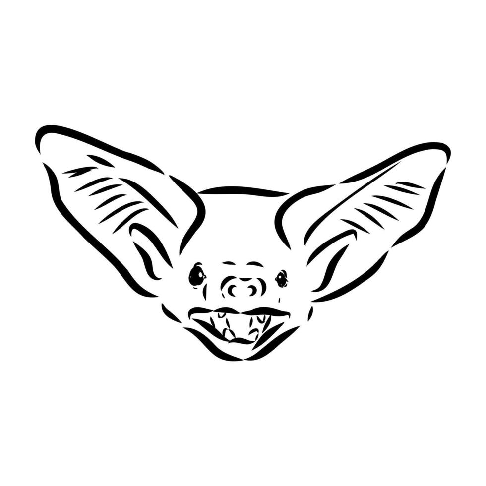 drawing of a bat's head vector