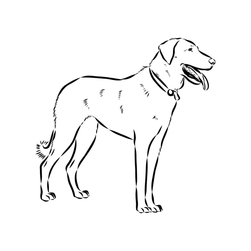 drawing of an ancient kangal dog breed vector