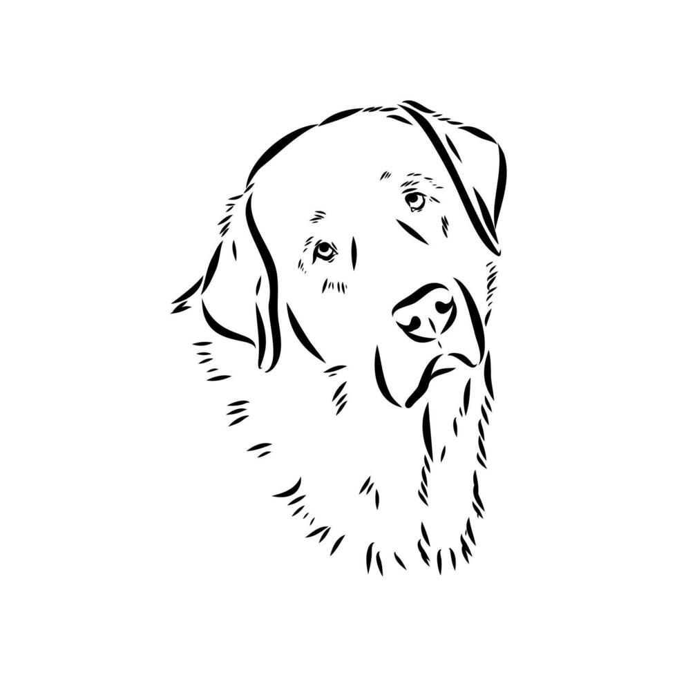drawing of the head of a guard Turkish shepherd dog Karabash vector