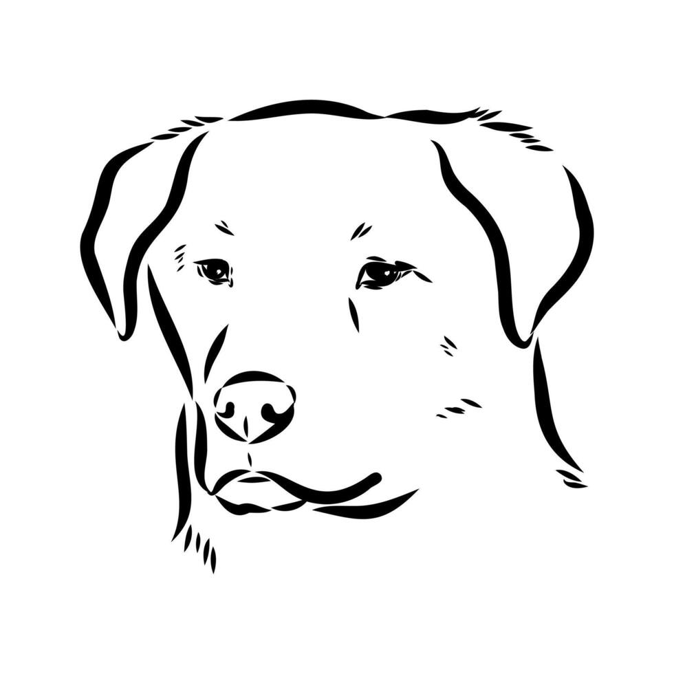 sketch of the head of the guard Anatolian shepherd Kangal vector